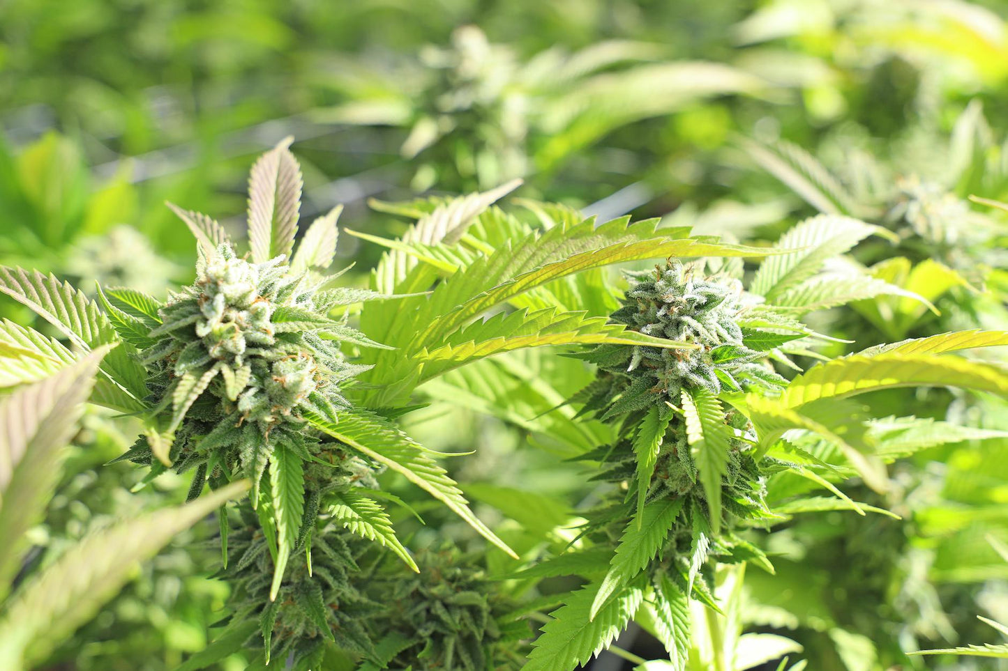 THCA to Delta 9 THC conversion: raw plant vs. heated decarboxylation process comparison