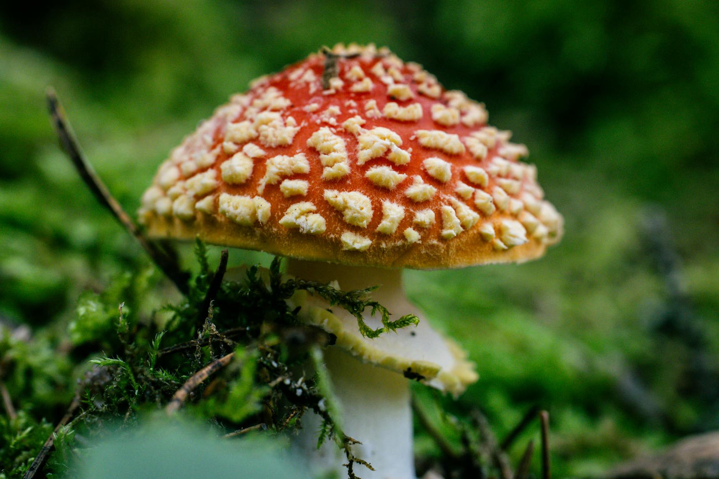 Dried Amanita Muscaria mushroom caps arranged with microdosing measurement tools and documentation journal