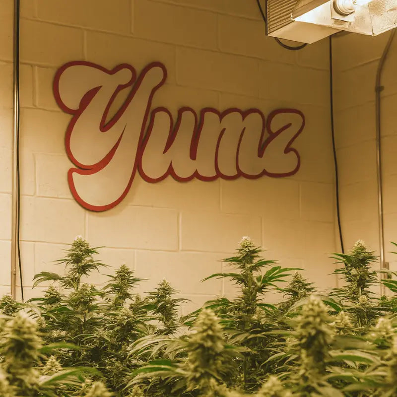 best thca flower brands