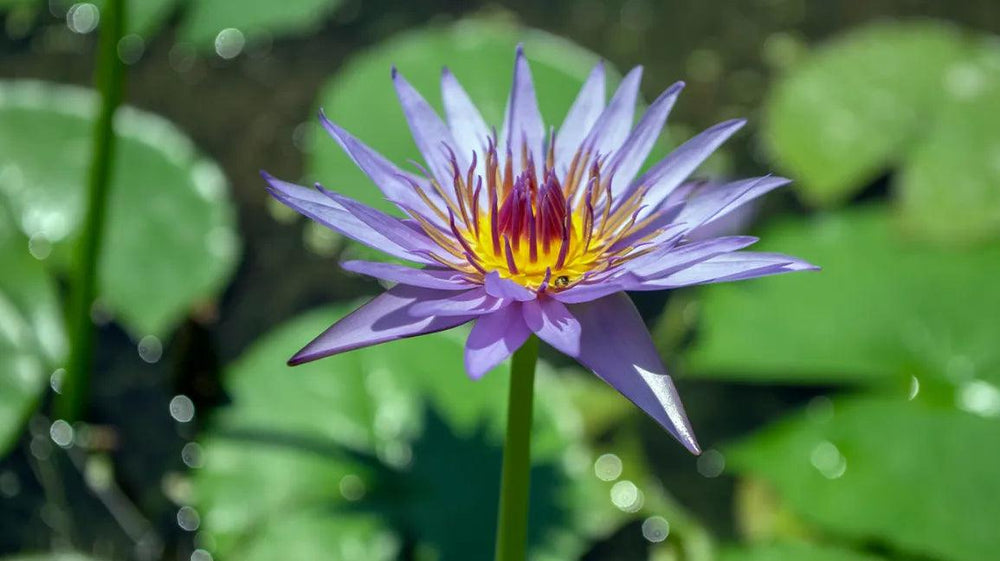 Blue Lotus Flower (Nymphaea caerulea)