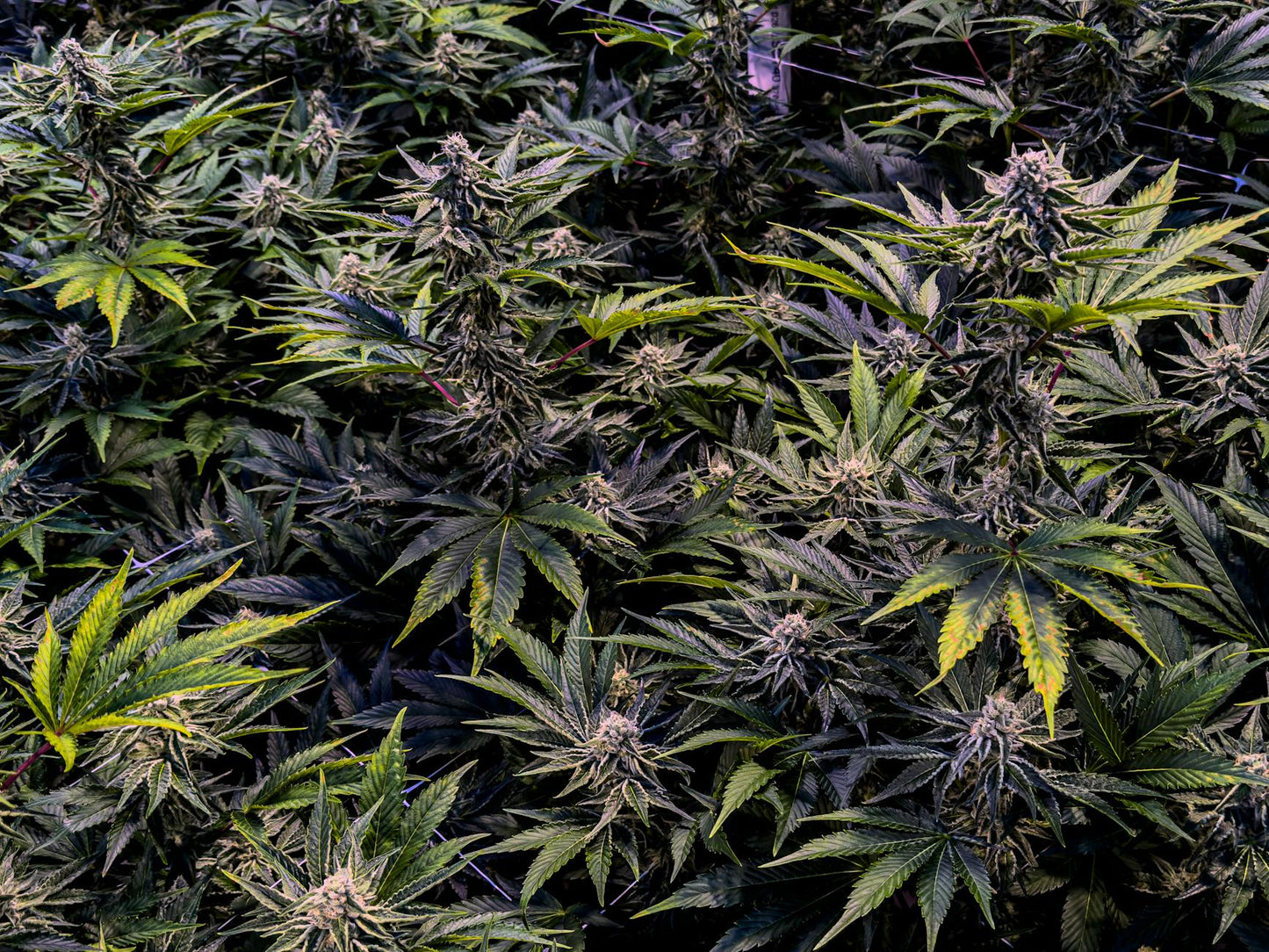 Split visual showing thriving THCA hemp plant fading as regulatory bans spread across the US