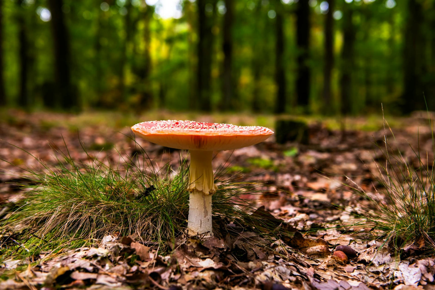 Red Amanita Muscaria fly agaric mushroom with white spots in natural forest habitat—toxic and dangerous mushroom.