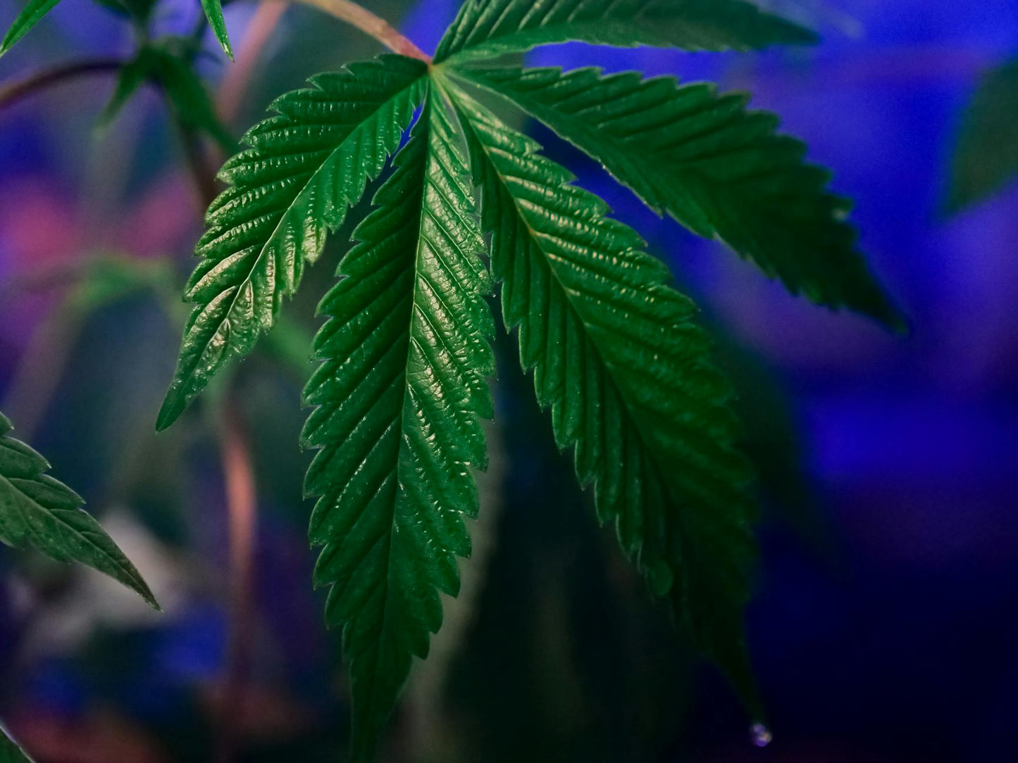 THCA vs CBD comparison showing raw hemp plant and heated transformation with laboratory testing symbolism