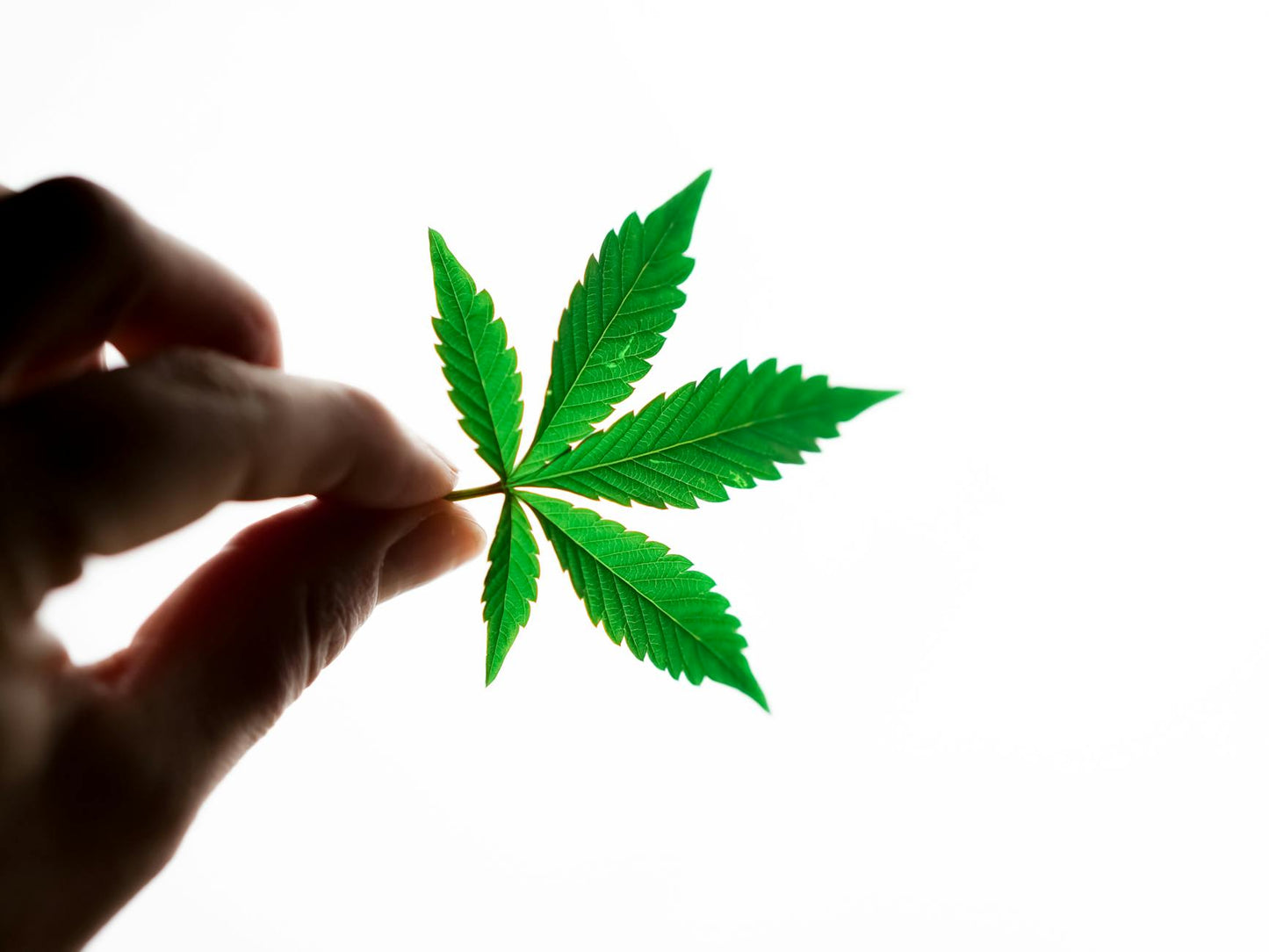 THCA vs CBD cannabinoid comparison illustration showing two hemp molecules side by side