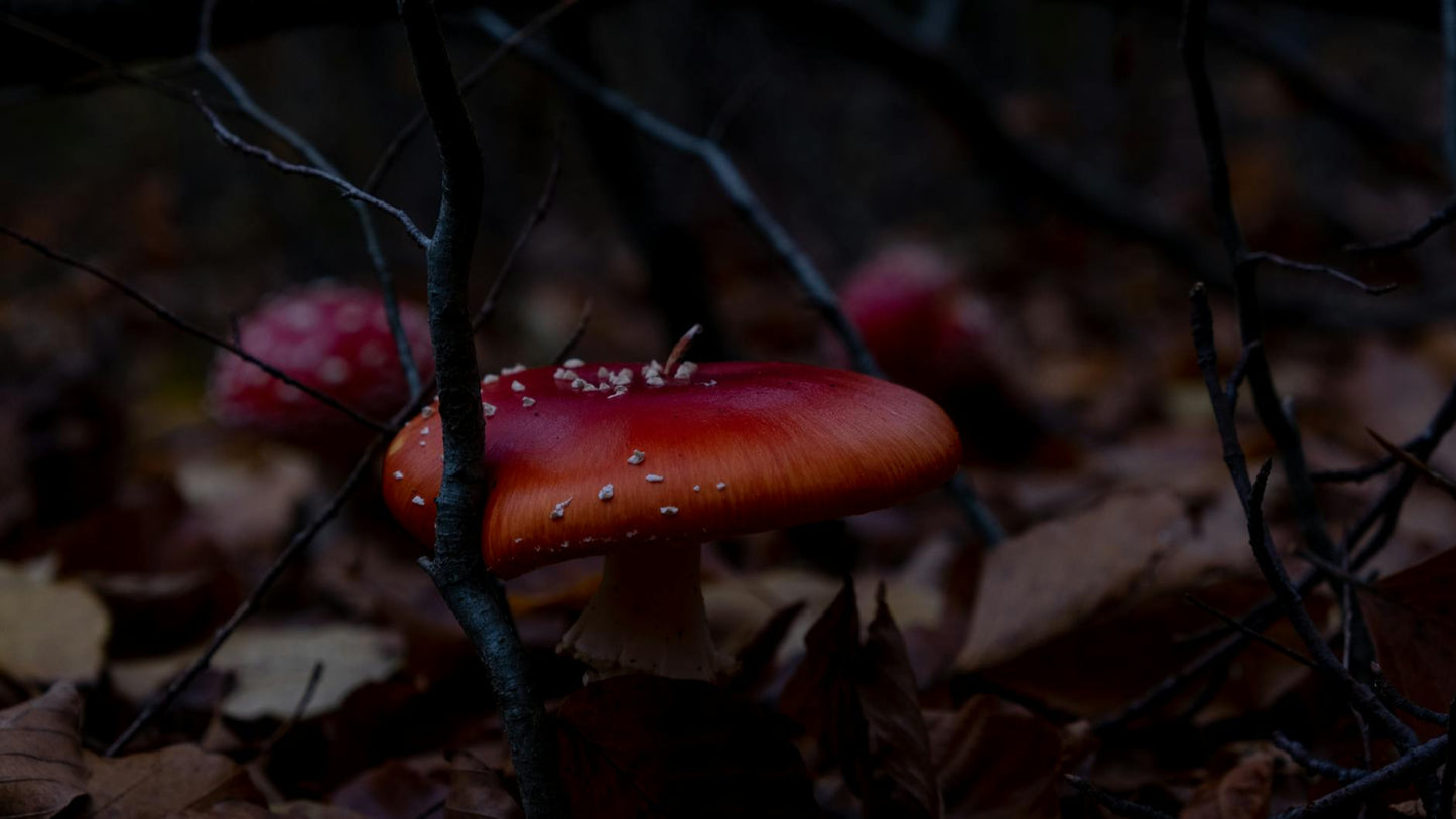 Jamur Amanita muscaria merah dengan bintik putih di habitat alami hutan, menampilkan cincin khas dan struktur di pangkalan