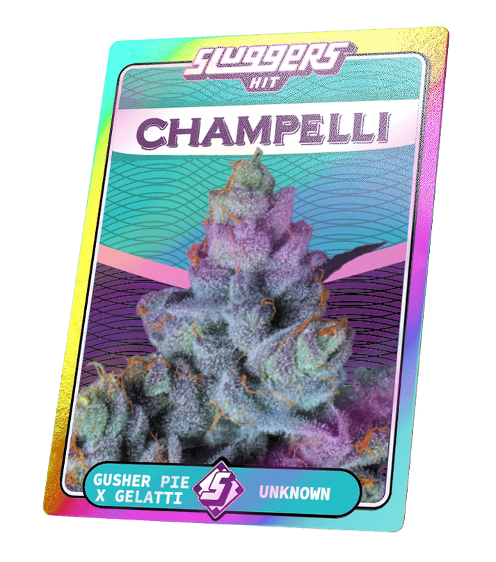 champelli casssis thca