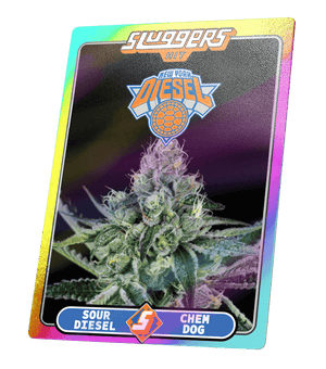 nyc diesel thc flower 