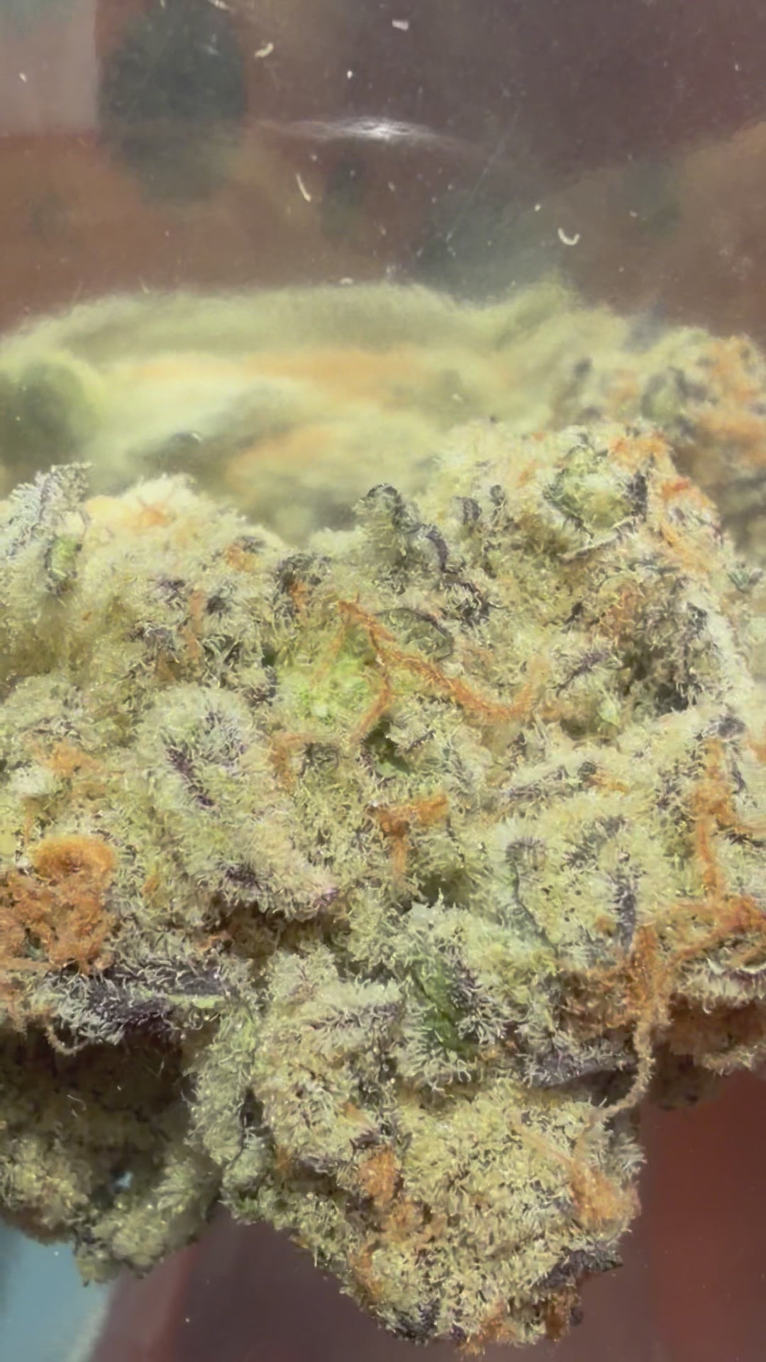 YUMZ - AAA EXOTICS - ANCHOVY PIZZA - THCA FLOWER - 30.00%