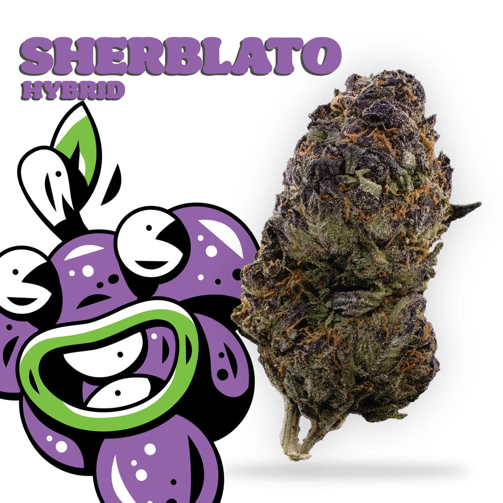 
                  
                    sherblato hybrid 
                  
                