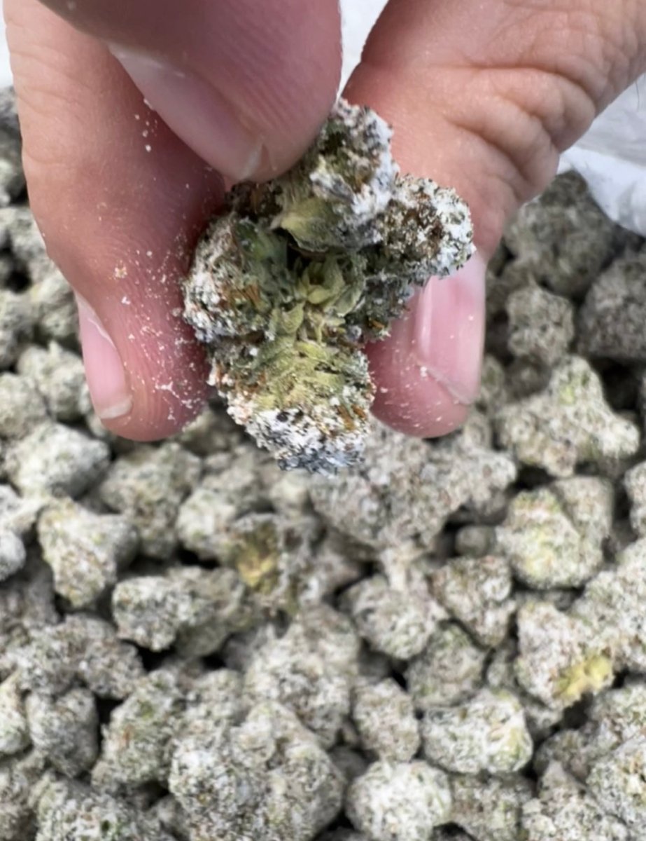 小物 snow THCA FLOWER - XHALE - SNOWCAPS - 3.5G – YUMZ LAB